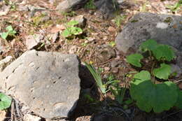 Image of Nodding Blue-Eyed-Grass