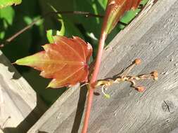 Parthenocissus tricuspidata (Siebold & Zucc.) Planchon resmi