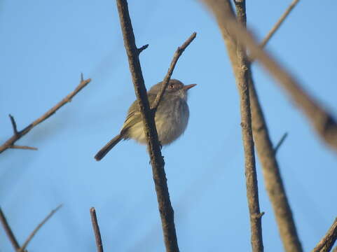 Image of Pearly-vented Tody-Tyrant