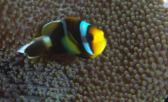 Image of Orange-fin anemonefish