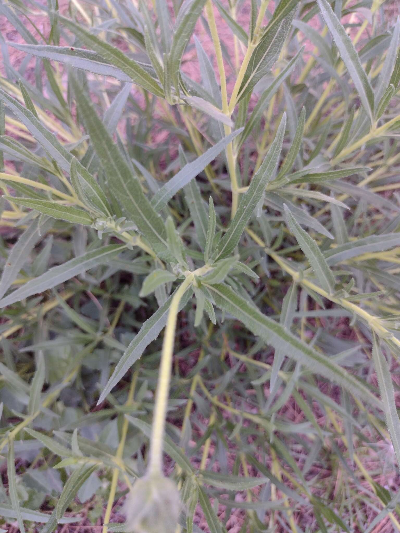 Image of Zexmenia buphtalmiflora (Lorentz) L. Ariza Espinar