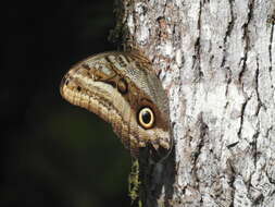 Imagem de Caligo oileus scamander Boisduval 1870