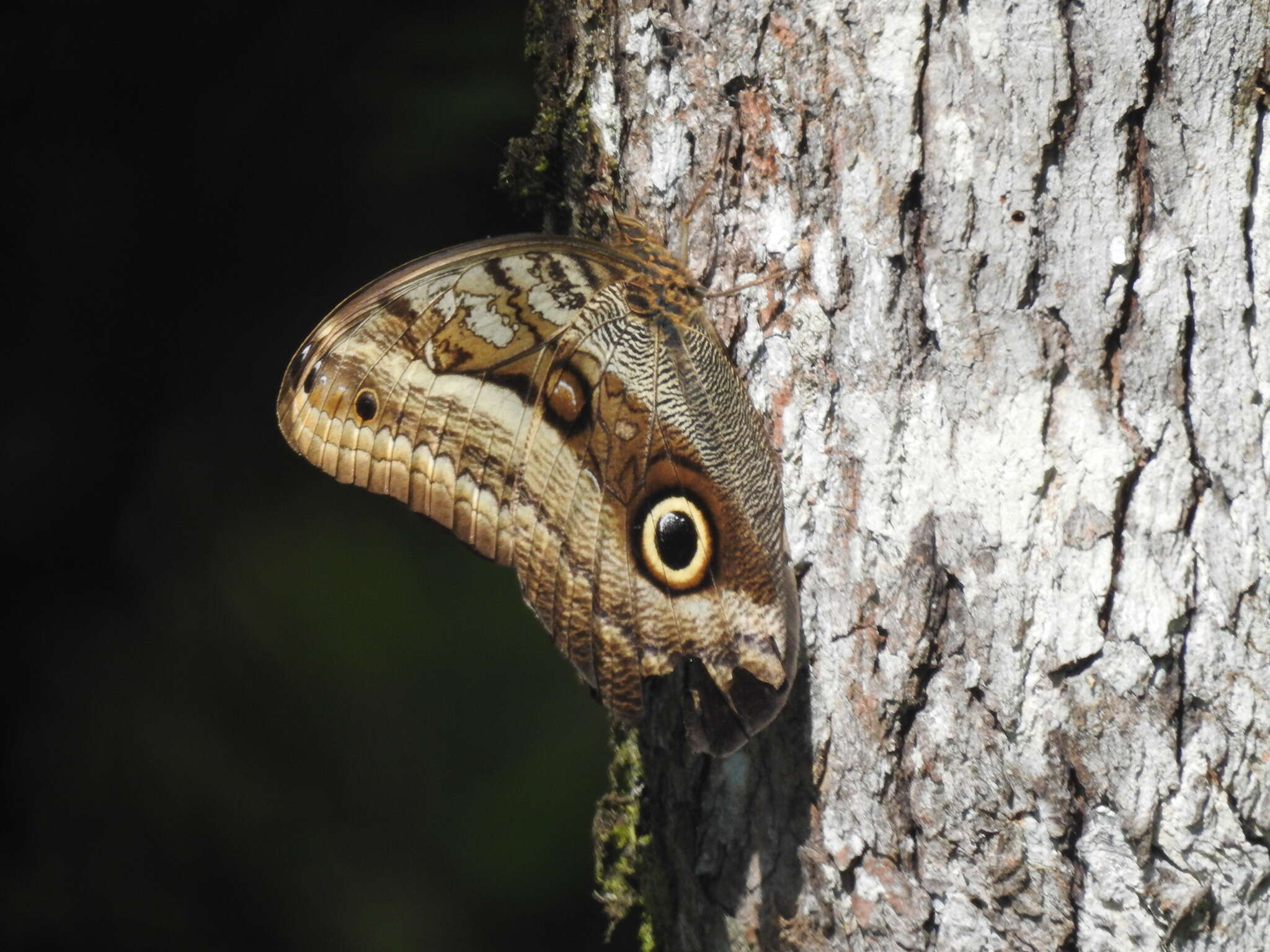 Image of Caligo oileus scamander Boisduval 1870