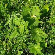 Image of Alchemilla baltica Sam. ex Juz.