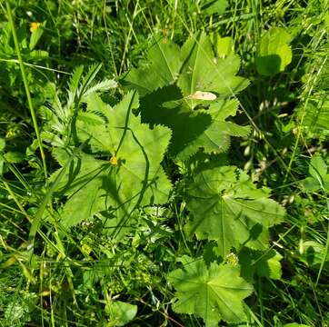 Image of Alchemilla baltica Sam. ex Juz.