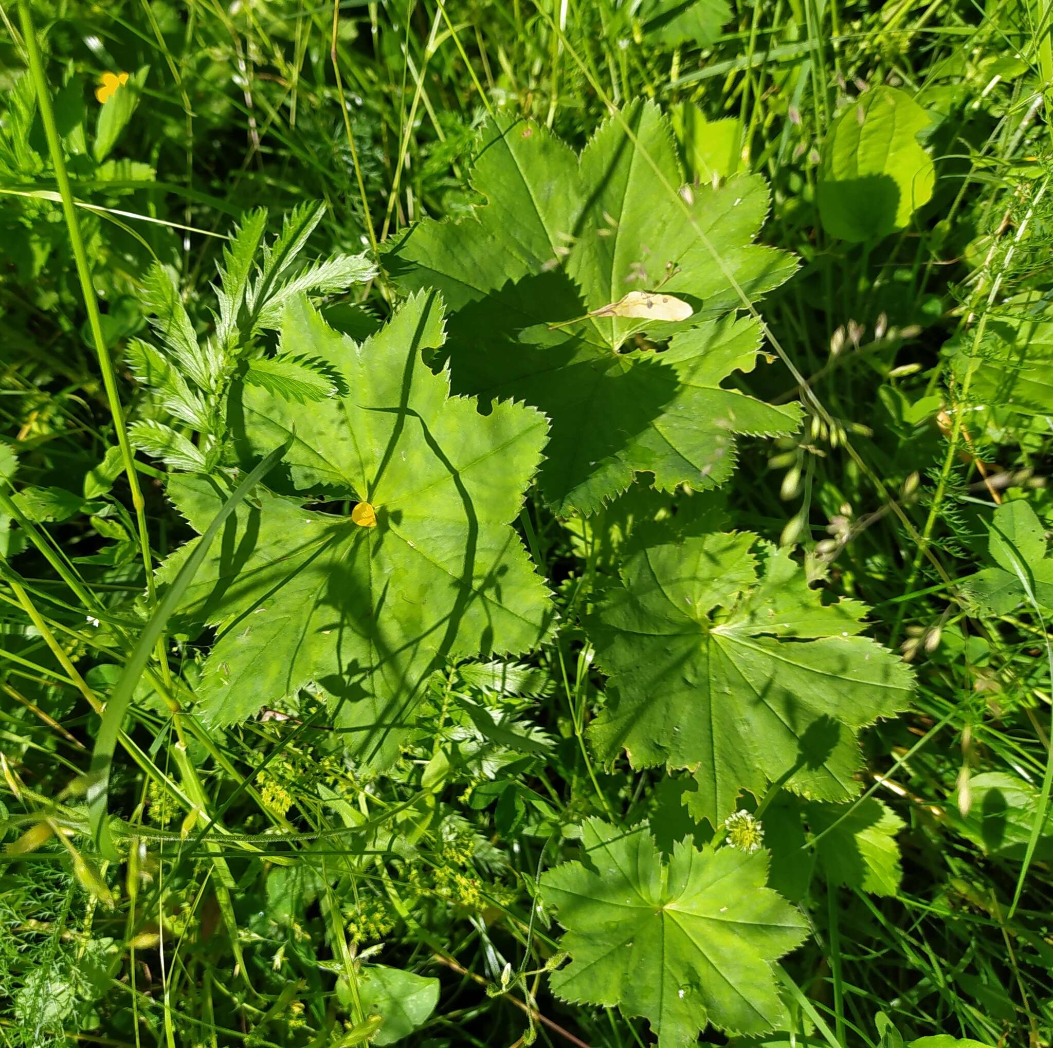 Image of Alchemilla baltica Sam. ex Juz.