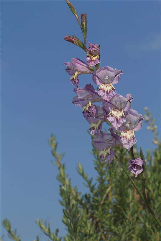 Image of Blue Afrikaner