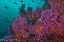 Image of California hydrocoral