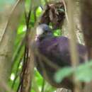 Image of White-fronted Quail-Dove