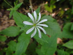 Imagem de Stellaria nemorum subsp. montana