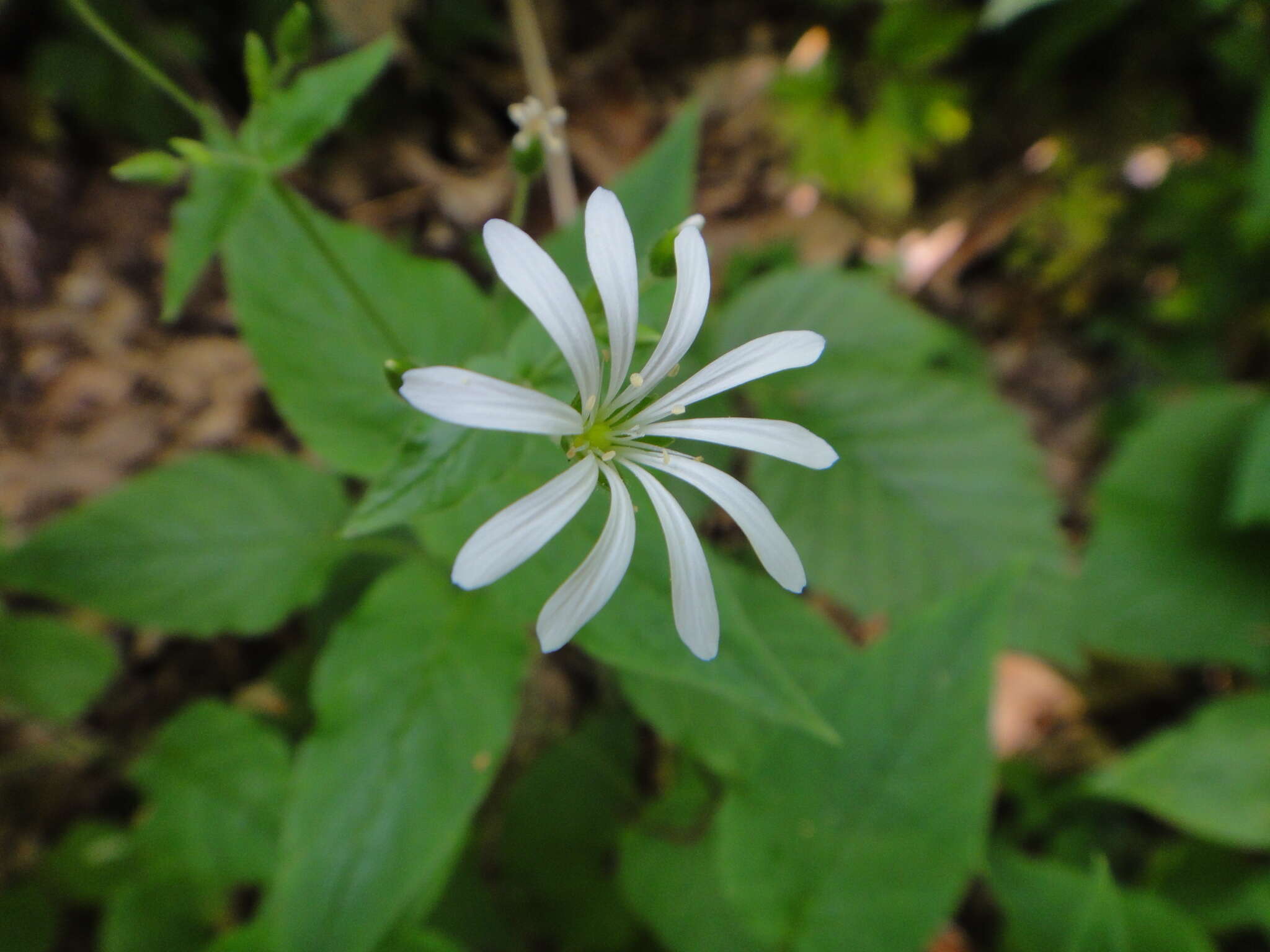 Image de Stellaria nemorum subsp. montana