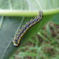 Image of Introduced Pine Sawfly