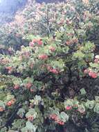 Imagem de Arctostaphylos luciana P. V. Wells