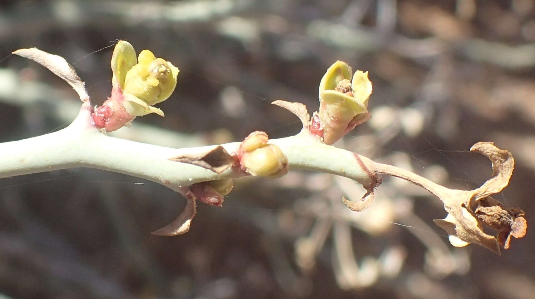 Imagem de Euphorbia gariepina subsp. gariepina