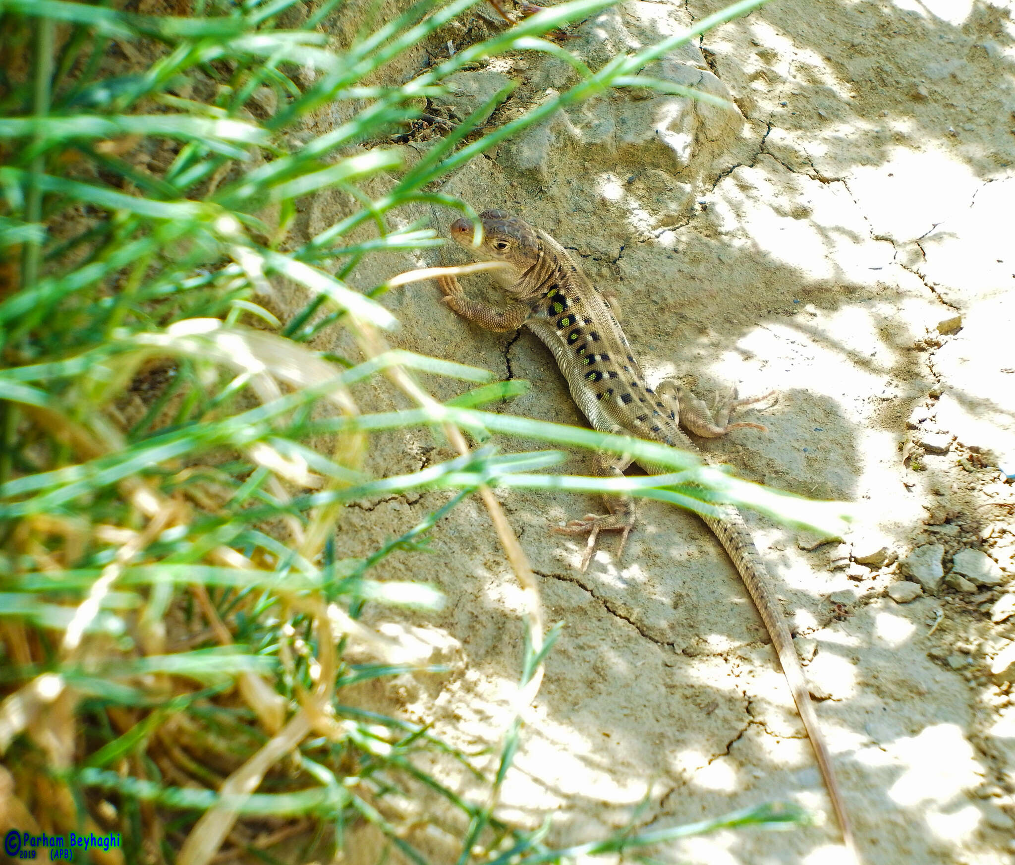 Image of Strauch's Racerunner