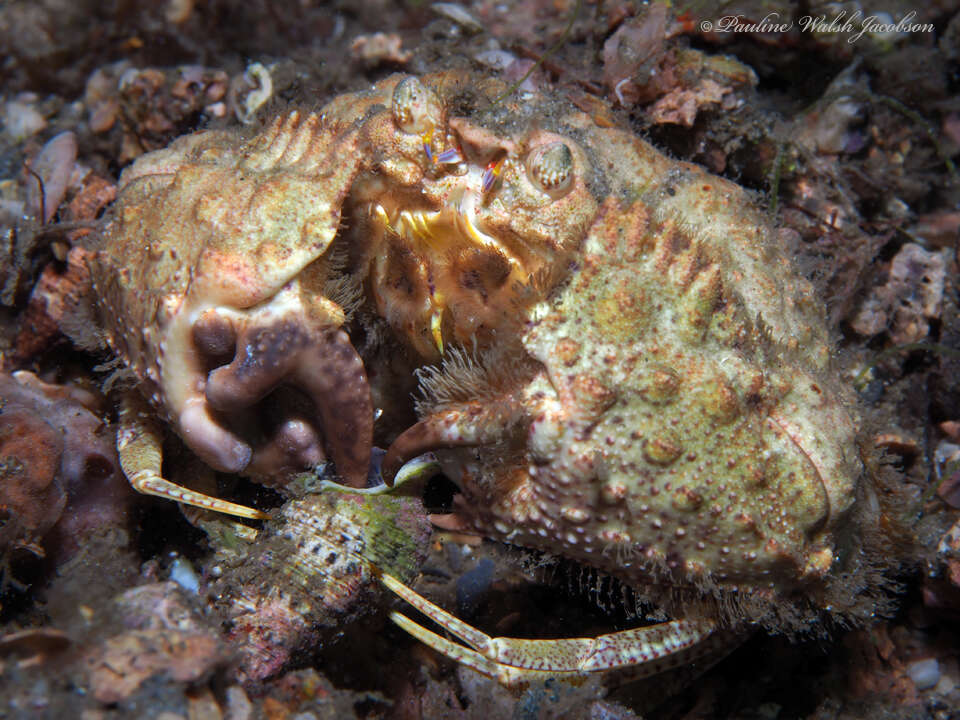 Image of yellow box crab