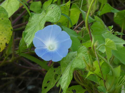 Image of whiteedge morning-glory