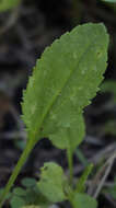 Image of balsam groundsel