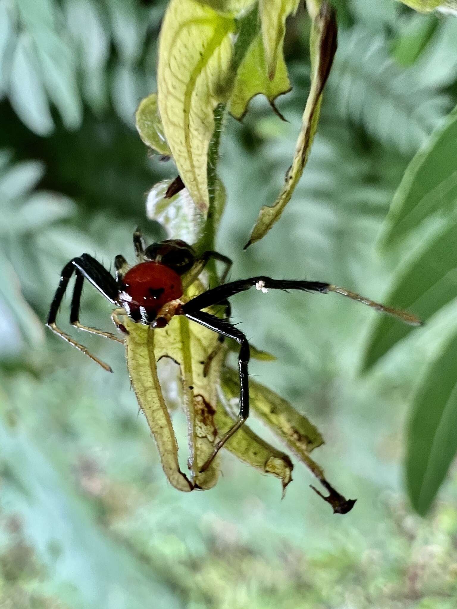 Image of Brown Flower Spider