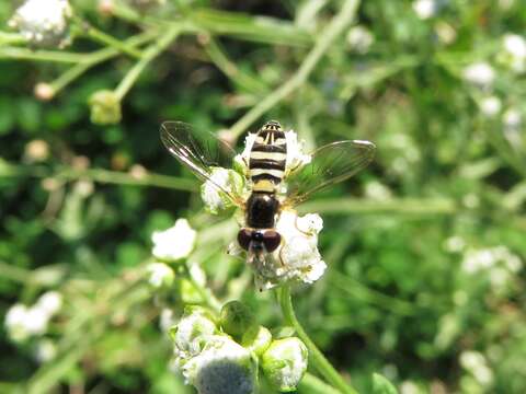 Image of Syrphid fly