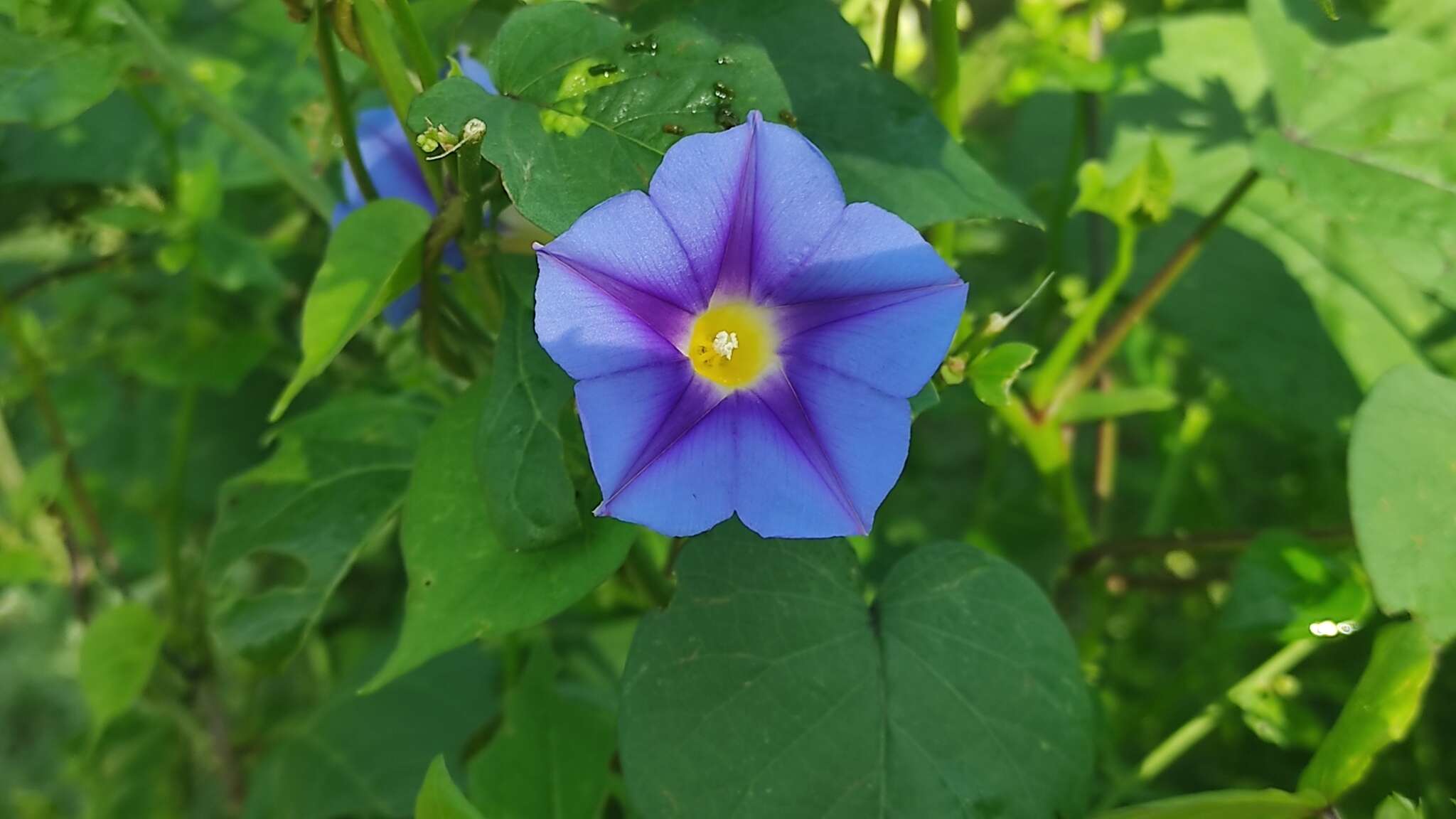 Image of Ipomoea parasitica (Kunth) G. Don