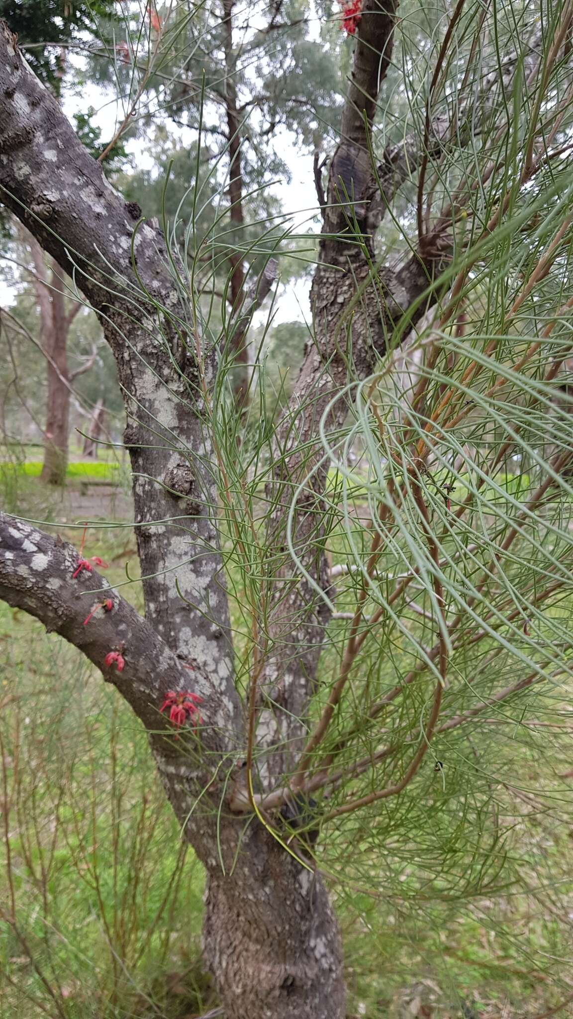 Image de Hakea orthorrhyncha F. Müll.