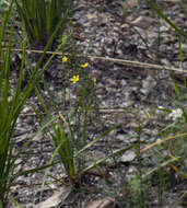 Image of Hibbertia empetrifolia subsp. empetrifolia