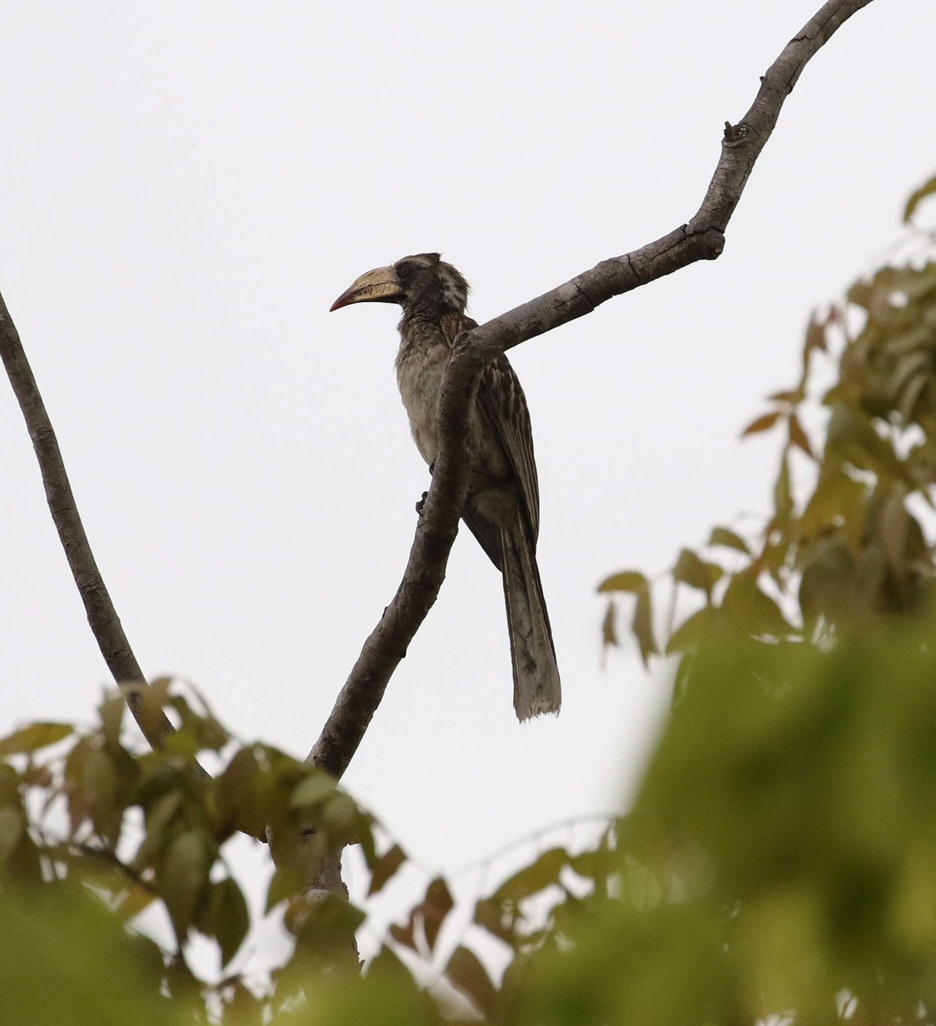 صورة Lophoceros pallidirostris (Hartlaub & Finsch 1870)