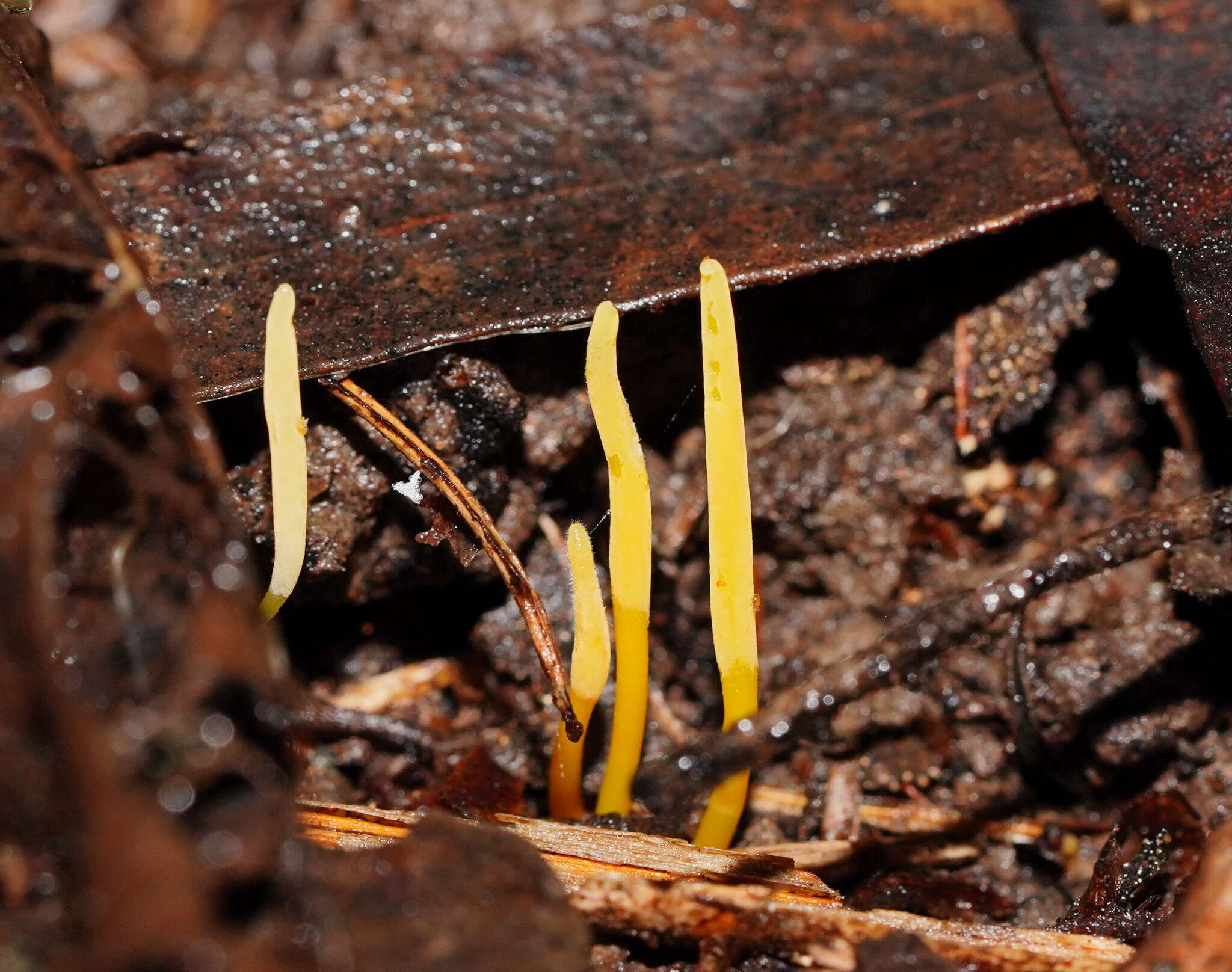 Image of Clavaria tenuipes Berk. & Broome 1848