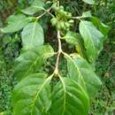 Image of Afrocanthium keniense (Bullock) Lantz