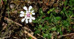 Image of annual candytuft