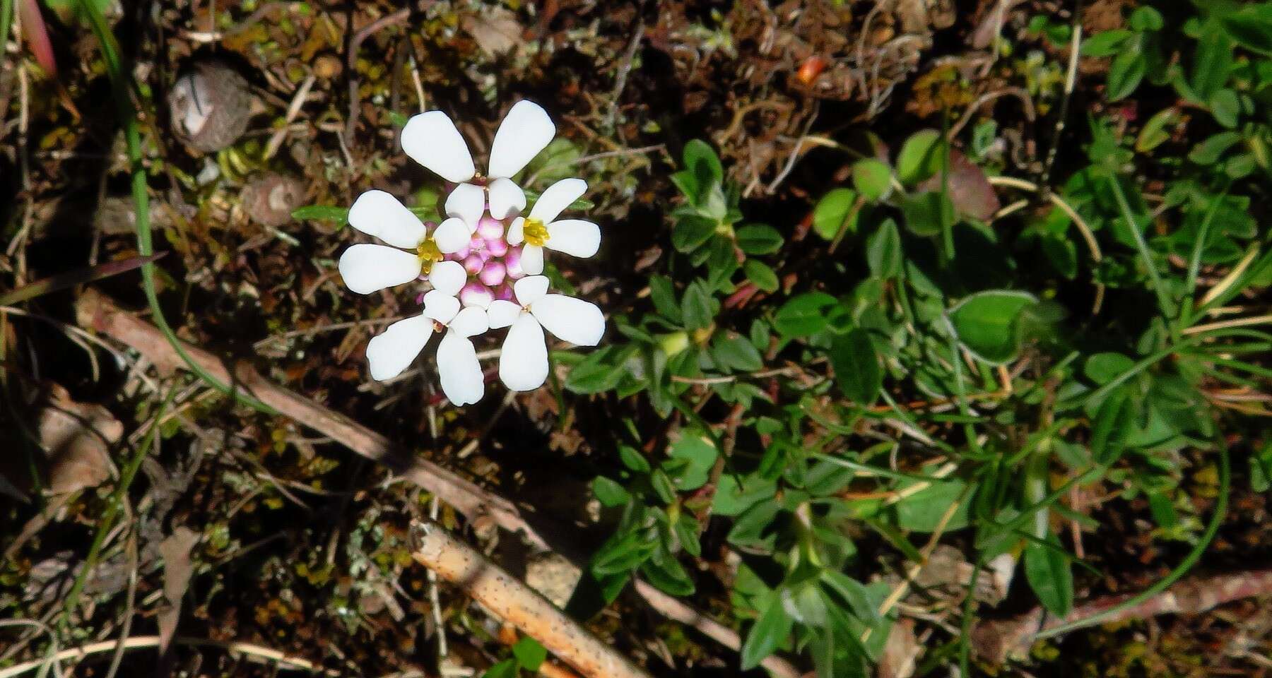 Imagem de Iberis pinnata L.