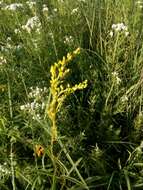 صورة Solidago juncea Ait.