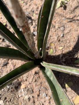 Image of Sansevieria aethiopica Thunb.