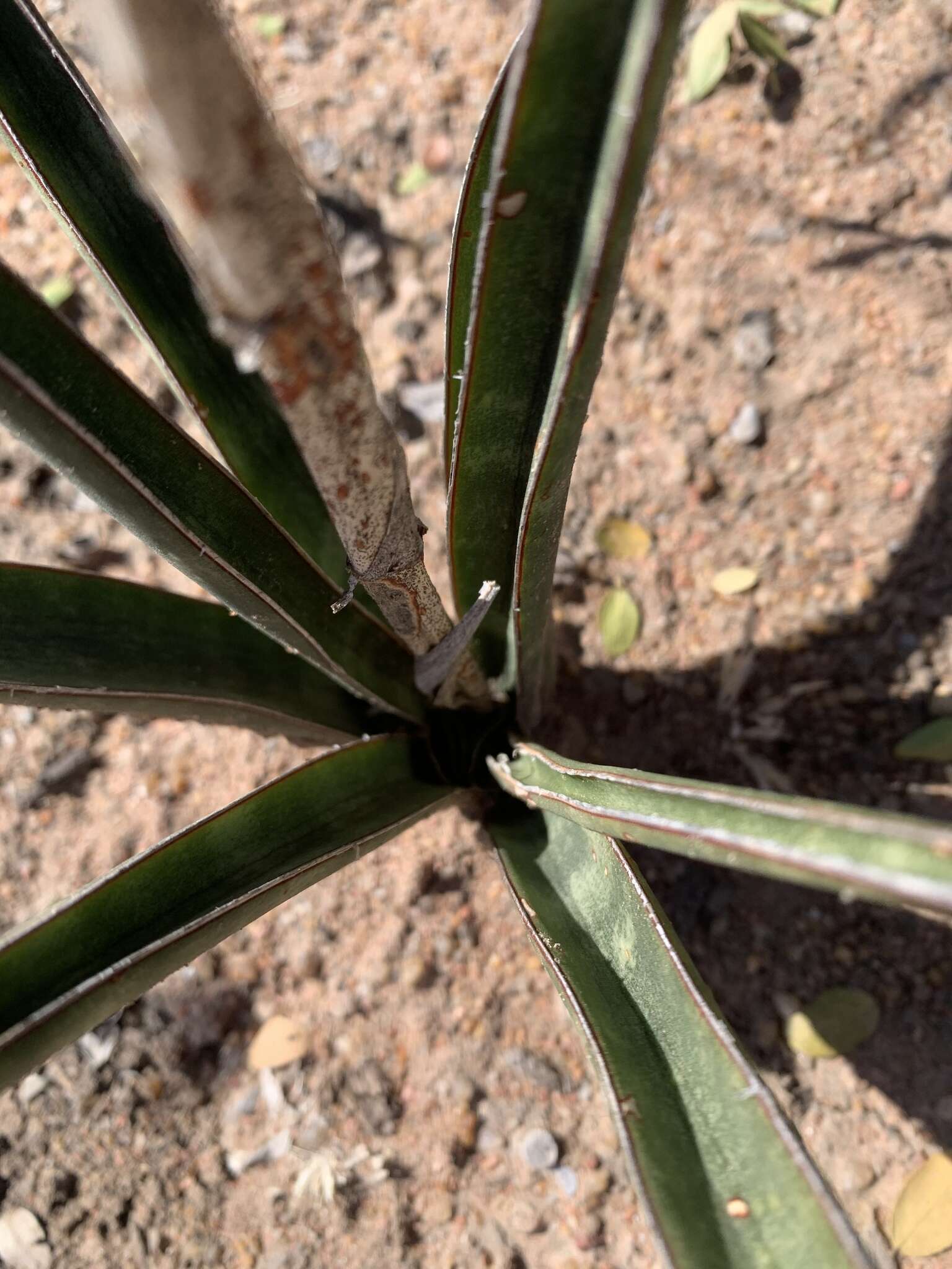 Image de Sansevieria aethiopica Thunb.