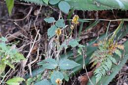 Image of Rhynchosia longeracemosa M. Martens & Galeotti