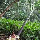 Amorphophallus prainii Hook. fil.的圖片