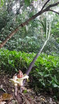 Amorphophallus prainii Hook. fil.的圖片