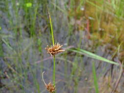 Image of Brown beakrush