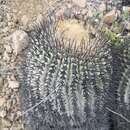 Image of Copiapoa cinerea subsp. haseltoniana (Backeb.) N. P. Taylor