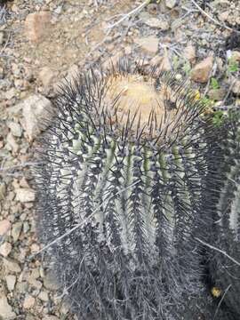 Image of Copiapoa cinerea subsp. haseltoniana (Backeb.) N. P. Taylor