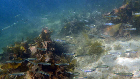 Image of Common hardyhead