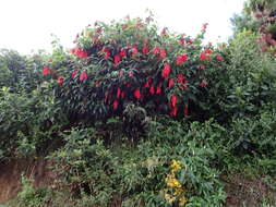 Image of Salvia dombeyi Epling