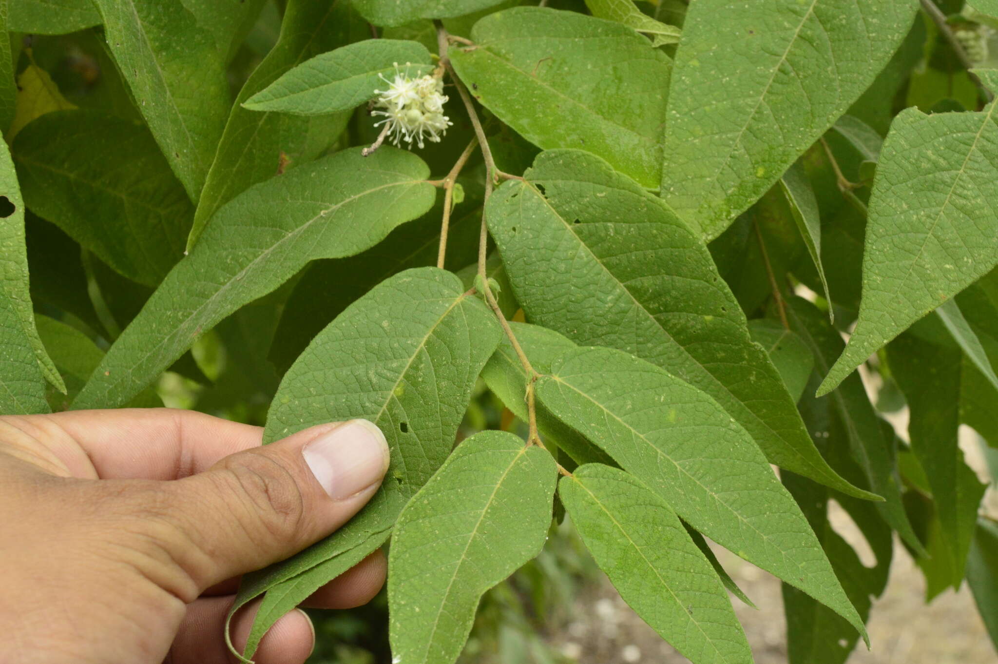 Image of Croton alamosanus Rose