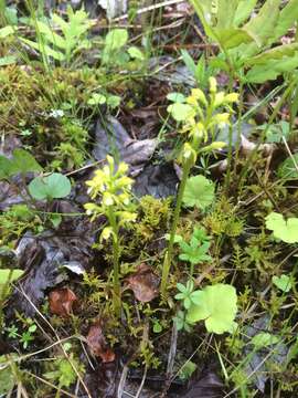 Image of Yellow coralroot