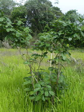 Plancia ëd Clitoria arborescens R. Br.