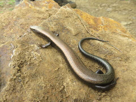 Image of Chalcides coeruleopunctatus Salvador 1975