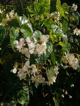 Image of Begonia