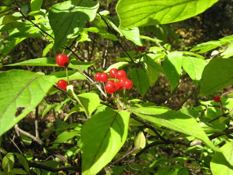 Image of honeysuckle