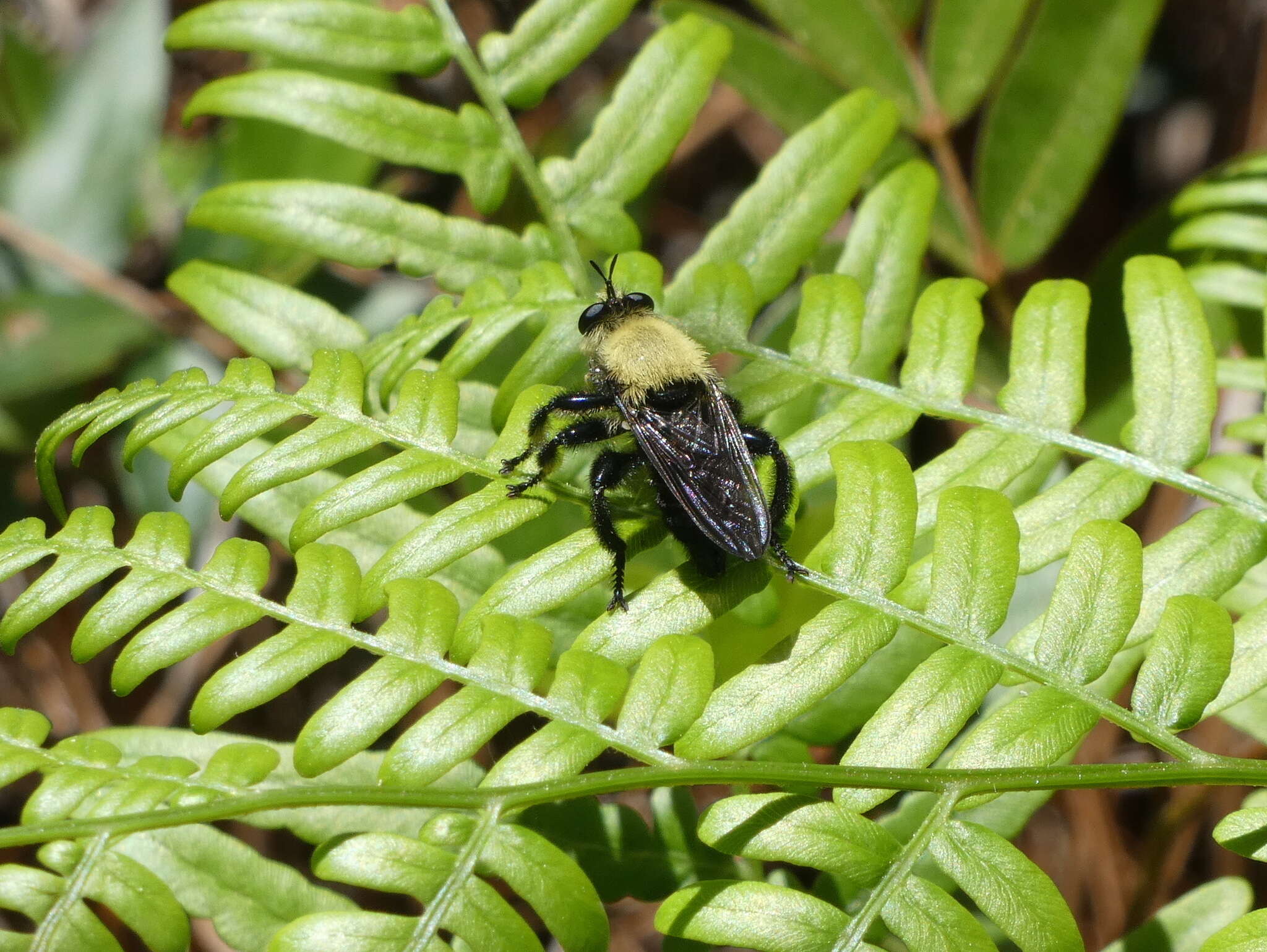 Image of Laphria virginica (Banks 1917)